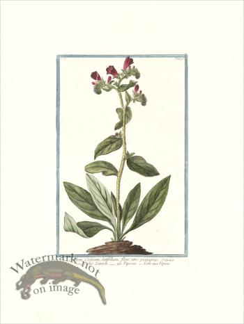 Bonelli 195 Cretan vipers